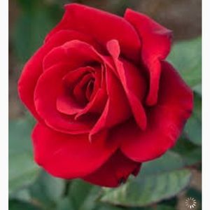 Meet your Posher, Brooklyn